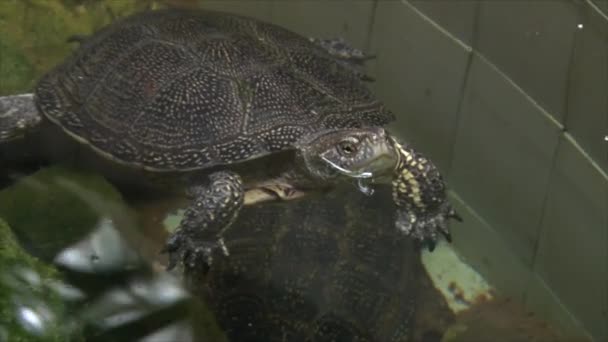 Petite tortue nageant dans l'eau — Video