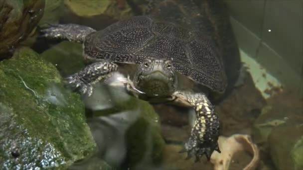 Tortuga nada en el agua — Vídeo de stock