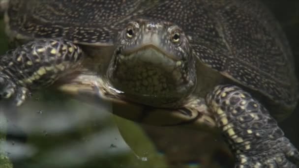 Tortuga nada en el agua — Vídeo de stock