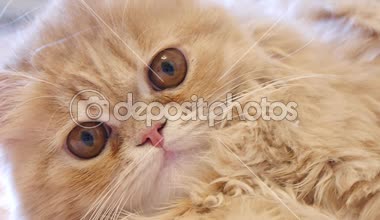 Kırmızı kedi kamera ve yalıyor pençe görünüyor