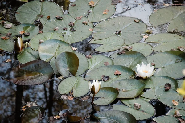 Три Білі Водяні Лілії Листя Квіти Красивої Білої Лілії Поверхні — стокове фото