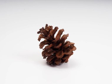 Beyaz izole bir arkaplanda Çam meyvesinin çekimlerini kapat