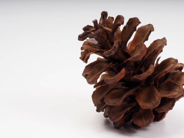 Beyaz izole bir arkaplanda Çam meyvesinin çekimlerini kapat