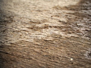 Bahçedeki çimenleri yakın çekim