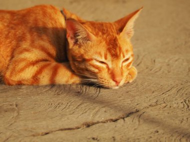 Yakından çekilen kedi resmi.