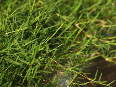 Bahçedeki çimenleri yakın çekim