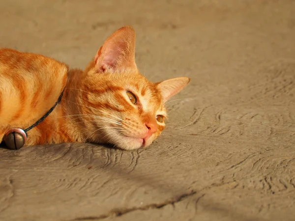 Gambar Kucing Ditangkap Pada Menembak Dekat — Stok Foto