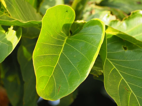 Primer Plano Antochepalus Cadamba Flor Hojas — Foto de Stock