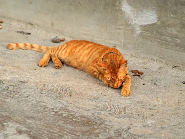 Gambar Kucing Ditangkap Pada Menembak Dekat — Stok Foto