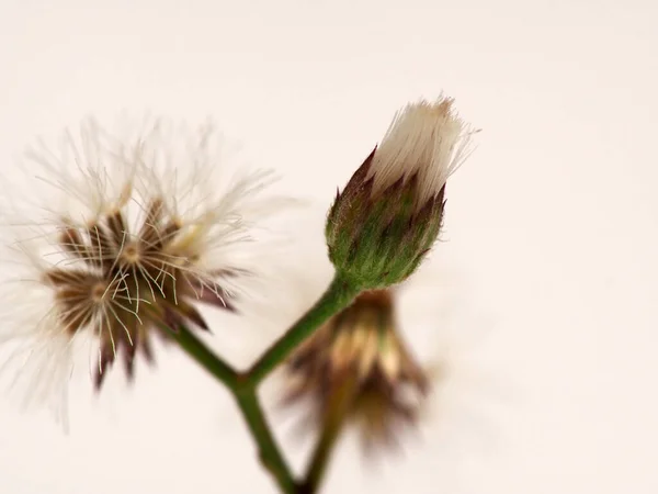Asyalı Ironweed Karahindiba Gibi Görünen Siyanthillium Cinereum Tohumu Beyaz Izole — Stok fotoğraf