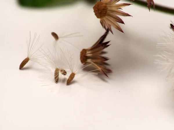 Asyalı Ironweed Karahindiba Gibi Görünen Siyanthillium Cinereum Tohumu Beyaz Izole — Stok fotoğraf