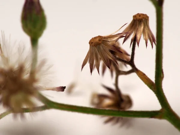 Asyalı Ironweed Karahindiba Gibi Görünen Siyanthillium Cinereum Tohumu Beyaz Izole — Stok fotoğraf