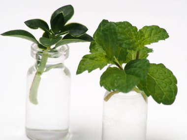 Beyaz izole arkaplandaki nane yapraklarının makro resmi