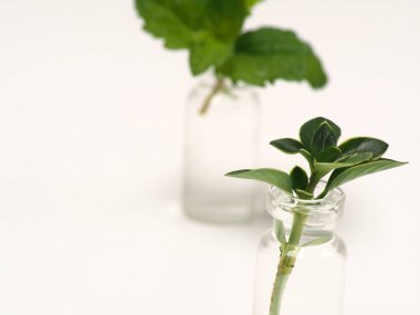 Beyaz izole arkaplandaki nane yapraklarının makro resmi