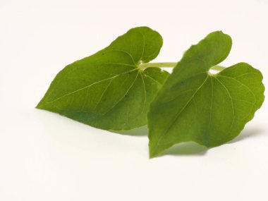 Typhonium flagelliforme 'un resmi, anti kanser maddesi içeren bitki, beyaz izole edilmiş arka planda çekim yapıyor.