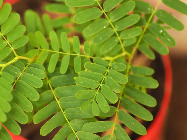 Tamarindus Indica Bitkisi Küçük Bir Kap Asit Tadı Olan Demirhindi — Stok fotoğraf