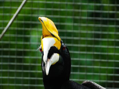 Hornbill Bird / Buceros 'un hayvanat bahçesindeki resmi. Bu kuşun inek boynuzu şeklinde büyük bir gagası var. Endonezya 'da bu kuşa genellikle Enggang / Rangkong denir.
