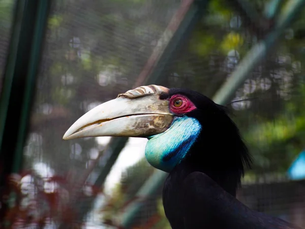 Bild Hornbill Fågel Buceros Ett Zoo Den Här Fågeln Har — Stockfoto