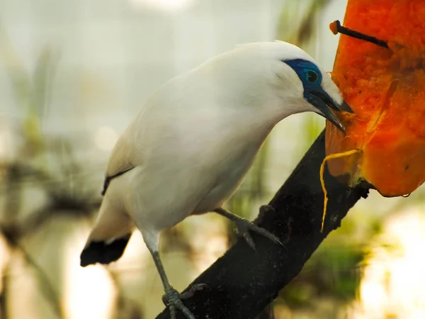 Foto Pájaro Blanco Que Llamó Jalak Bali Bali Myna Leucopsar — Foto de Stock
