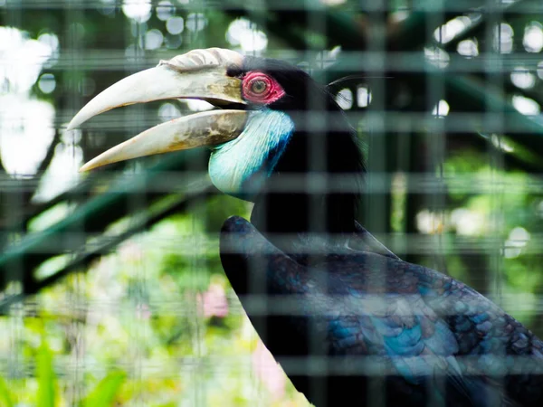 Foto Hornbill Bird Buceros Zoológico Este Pájaro Tiene Pico Grande — Foto de Stock