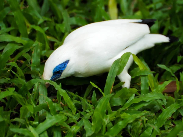 Bild Vit Fågel Som Heter Jalak Bali Bali Myna Leucopsar — Stockfoto