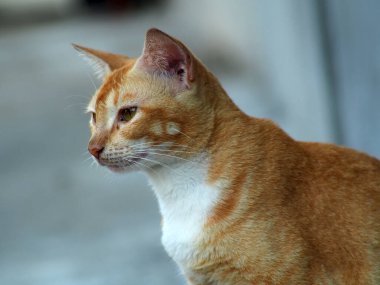 Bahçedeki turuncu beyaz kedi suratını yakın plan çek. Arkaplan, illüstrasyon vs. için kullanılabilir.