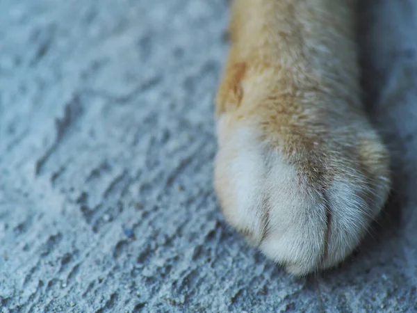 Gros Plan Pousse Griffe Chat Blanc Orange Sur Cour — Photo