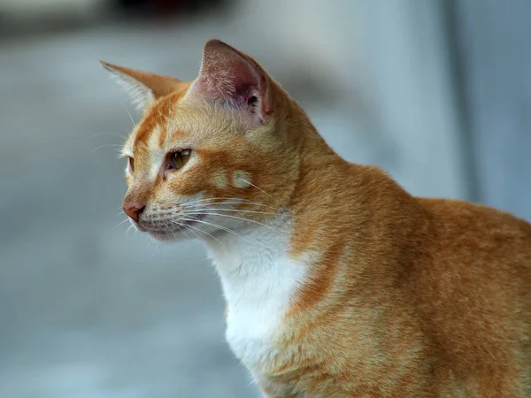 Menutup Menembak Wajah Kucing Putih Oranye Halaman Dapat Digunakan Latar — Stok Foto