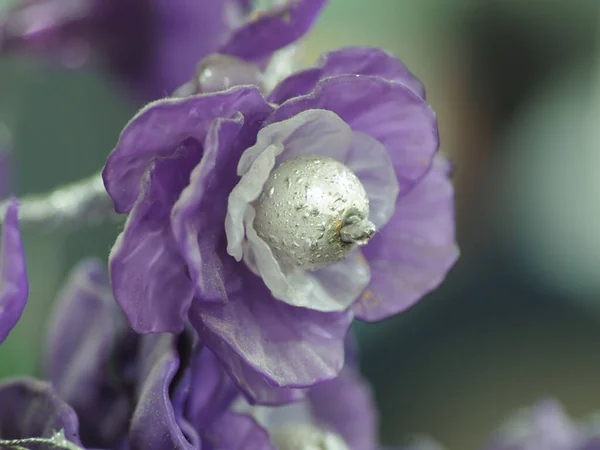 Obrázek Umělé Plastové Květiny Keramické Váze Shoot Bílém Izolovaném Pozadí — Stock fotografie