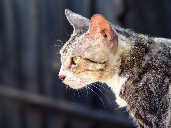 Gros Plan Visage Chat Blanc Gris Noir Sur Cour Peut — Photo