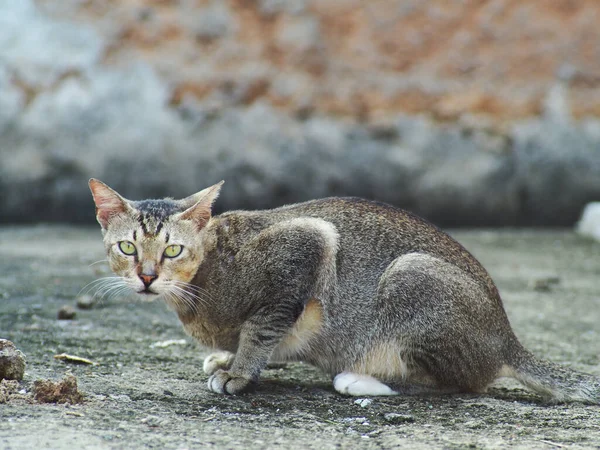 Gros Plan Visage Chat Blanc Gris Noir Sur Cour Peut — Photo