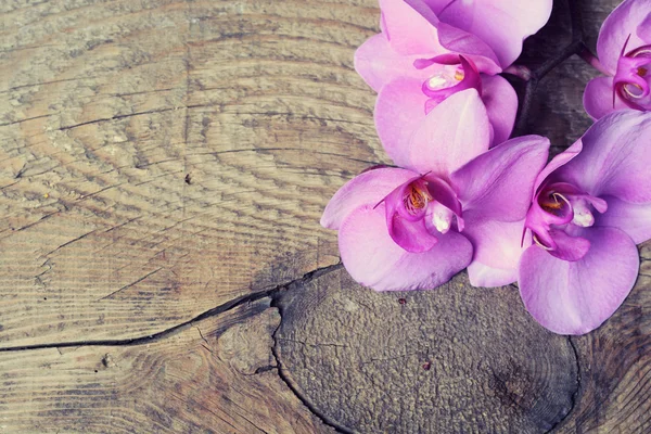Orchidea na tle drewniane — Zdjęcie stockowe