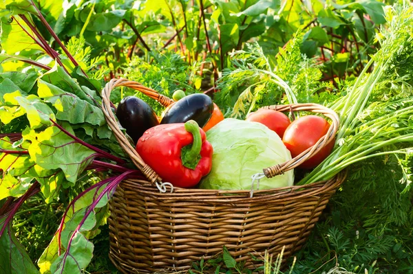 Vegetables in basket — Stock Photo, Image