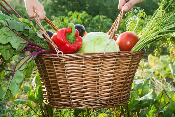 Vegetables in basket — Stock Photo, Image