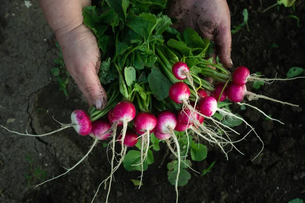 Verse Radijs Vrouw Hand Tuin Voedselachtergrond — Stockfoto