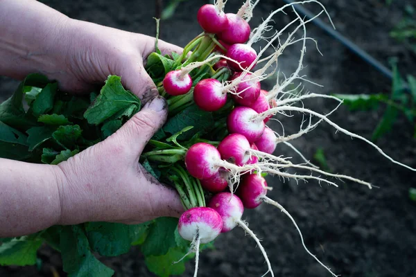 Ravanello Fresco Donna Mano Sul Giardino Contesto Alimentare — Foto Stock