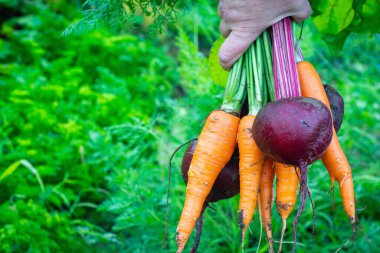 Bahçedeki kadının elinde pancar ve havuç. Yiyecek arka gruplama