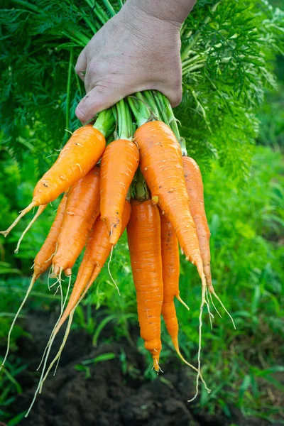 Zanahoria Mano Mujer Jardín Fondo Alimentario —  Fotos de Stock