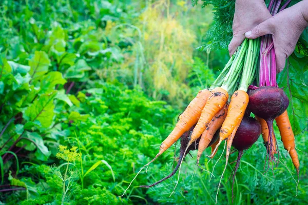 Rote Bete Und Möhre Frauenhand Garten Hintergrund Der Nahrungsmittel — Stockfoto