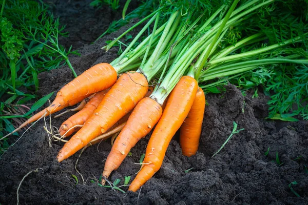 Carrot Garden Food Background Organic Diet — Stock Photo, Image
