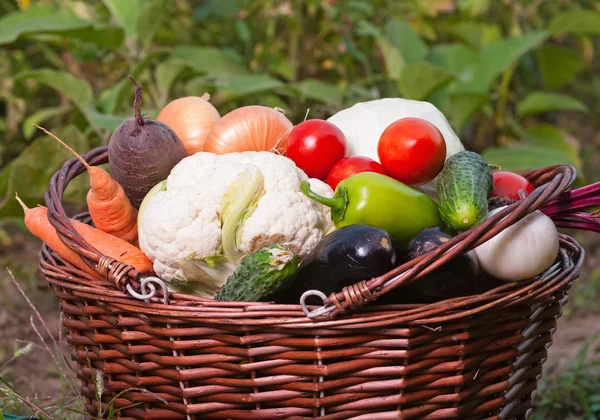 Vegetable — Stock Photo, Image