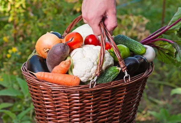 Vegetal — Fotografia de Stock