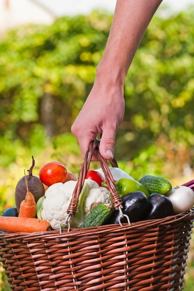 Vegetable — Stock Photo, Image