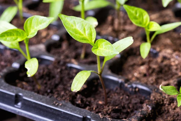 Seedling — Stock Photo, Image