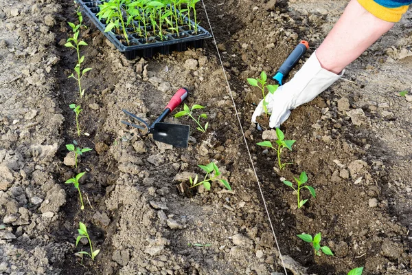 Seedling — Stock Photo, Image