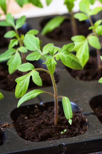 Seedling — Stock Photo, Image