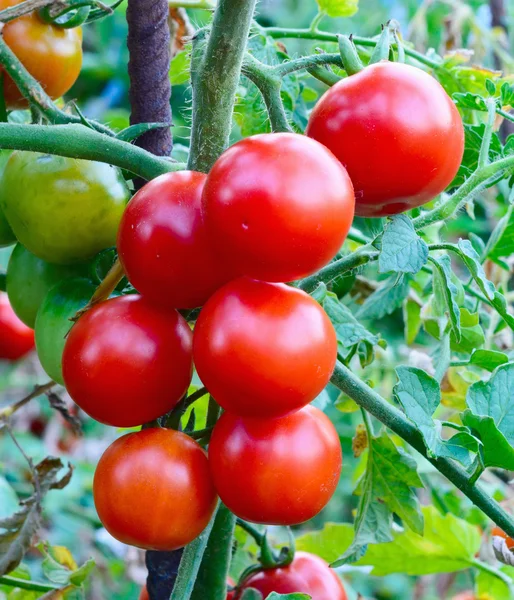 Tomatoes — Stock Photo, Image