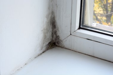 Mold on the window in the house clipart