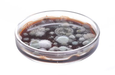 Petri dish ile kalıp
