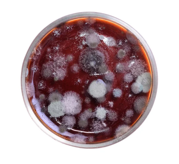Petri dish ile kalıp